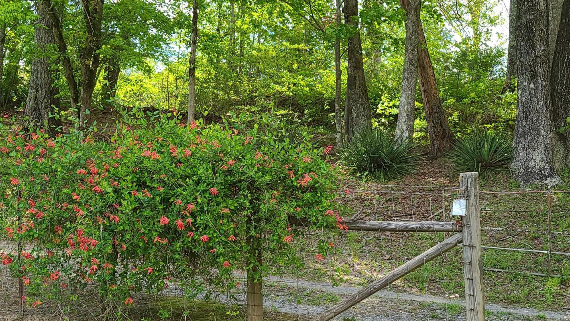 Cozy Cottage With Full View Of The Mountains! ブルーリッジ山脈 エクステリア 写真